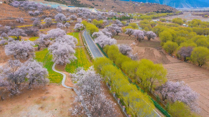 林芝桃花盛開。 張靜攝