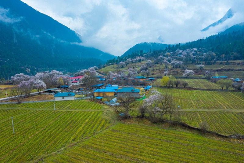 桃花村。 張靜攝