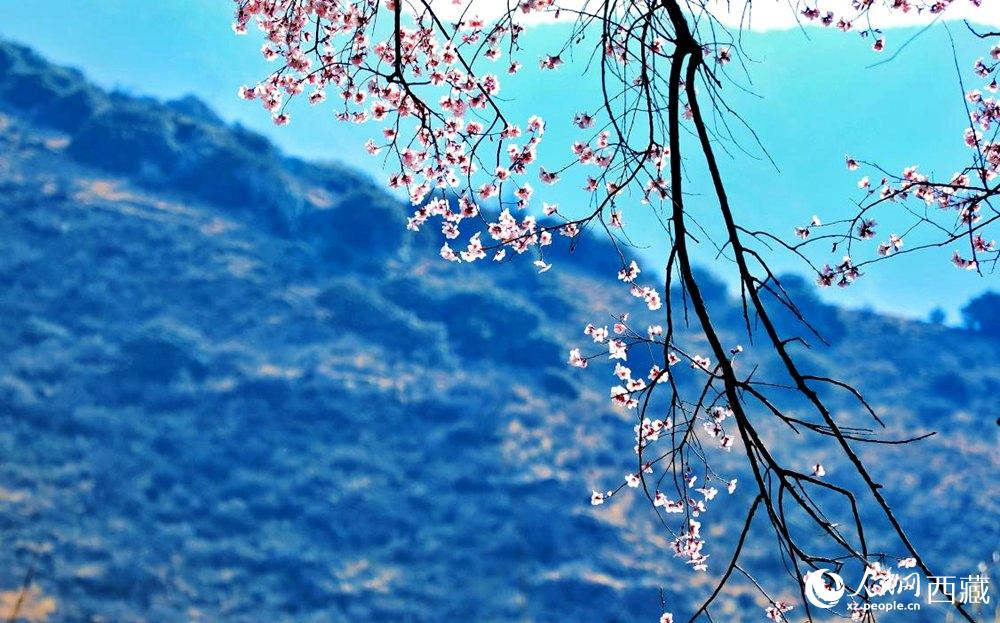 清麗的桃花。人民網(wǎng) 李海霞攝