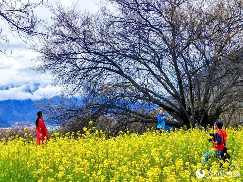 游客在桃花下拍照留念。人民網(wǎng) 李海霞攝