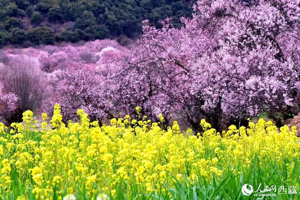 桃花與油菜花交相輝映。人民網(wǎng) 李海霞攝