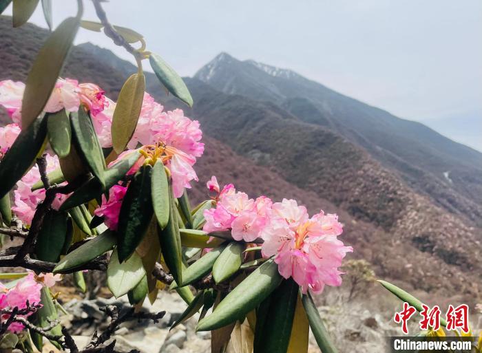 近日，西藏自治區(qū)山南市加查縣索囊溝的杜鵑花競(jìng)相綻放?！∪轿木?攝