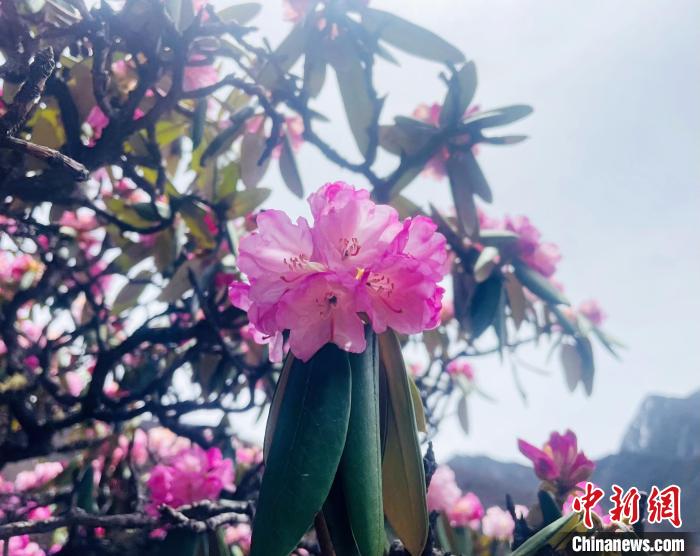 近日，西藏自治區(qū)山南市加查縣索囊溝的杜鵑花競(jìng)相綻放?！∪轿木?攝