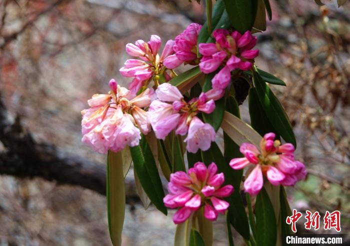 近日，西藏自治區(qū)山南市加查縣索囊溝的杜鵑花競(jìng)相綻放?！∪轿木?攝