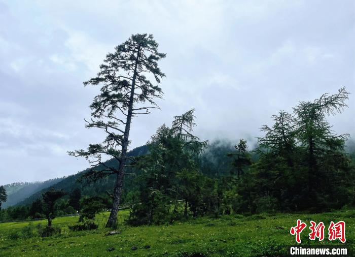 6月10日，魯朗小鎮(zhèn)高山牧場(chǎng)景區(qū)風(fēng)光?！∪轿木?攝