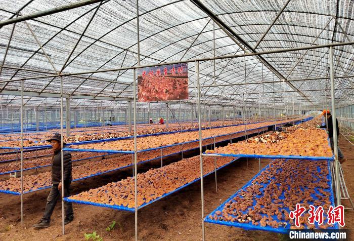 圖為紅太陽科技示范家庭農(nóng)場采收的靈芝?！∑酱胪喙﹫D