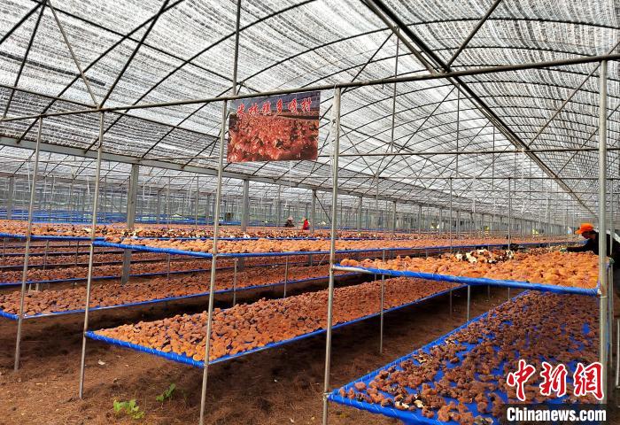 圖為紅太陽科技示范家庭農(nóng)場采收的靈芝?！∑酱胪喙﹫D
