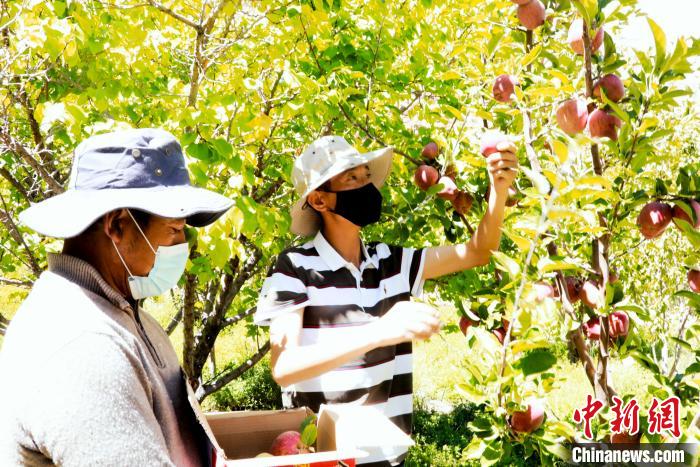 圖為西藏阿里札達(dá)縣底雅鄉(xiāng)村民在自家果園采摘果實(shí)?！“⑼?攝