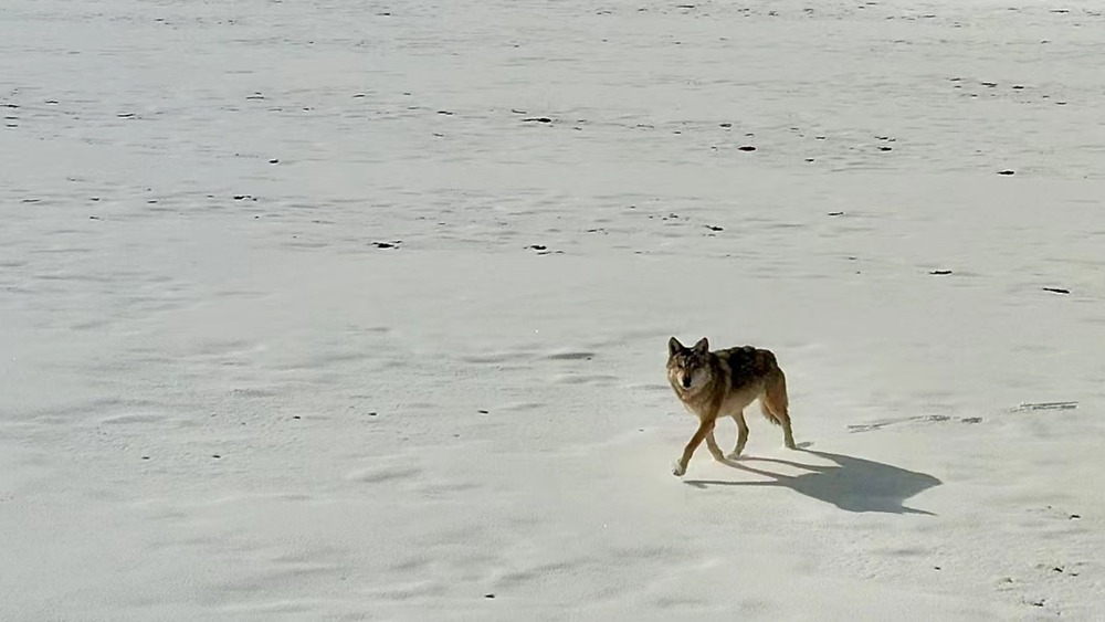 雪地里的阿里“狼”。