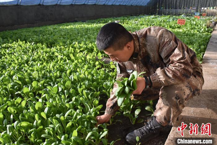 圖為阿里軍分區(qū)某邊防團官兵在溫室摘菜?！￡悋[岳 攝
