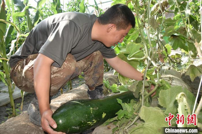 圖為阿里軍分區(qū)某邊防團官兵在溫室摘菜?！￡悋[岳 攝