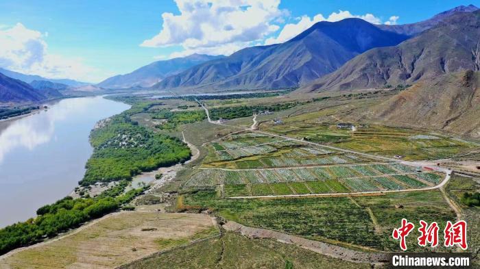 圖為桑日縣葡萄種植基地?！∩侥仙Ｈ湛h委宣傳部提供