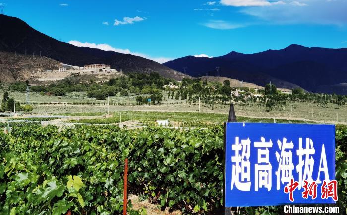 圖為桑日縣種植的葡萄。　山南桑日縣委宣傳部提供