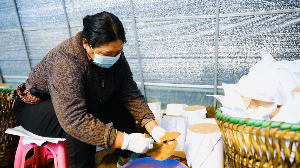 采收靈芝孢子粉。