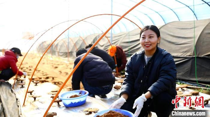 圖為農(nóng)民采收靈芝孢子粉。　鄧巴 攝