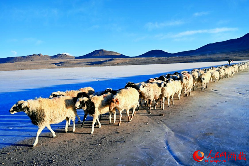 羊群排著隊(duì)穿過普莫雍錯(cuò)。 人民網(wǎng) 李海霞攝