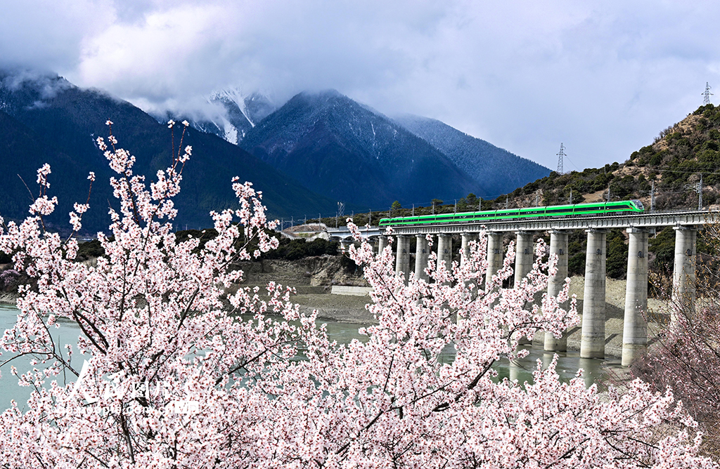 西藏林芝：雪域高原列車穿越花?！?】