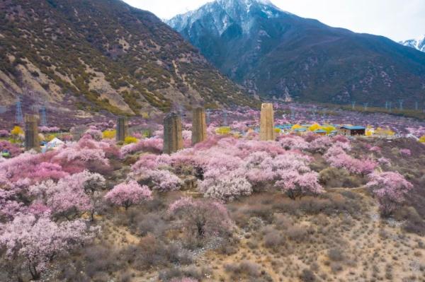 人間桃花源！林芝桃花有多絕？