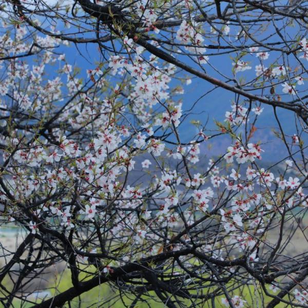 人間桃花源！林芝桃花有多絕？
