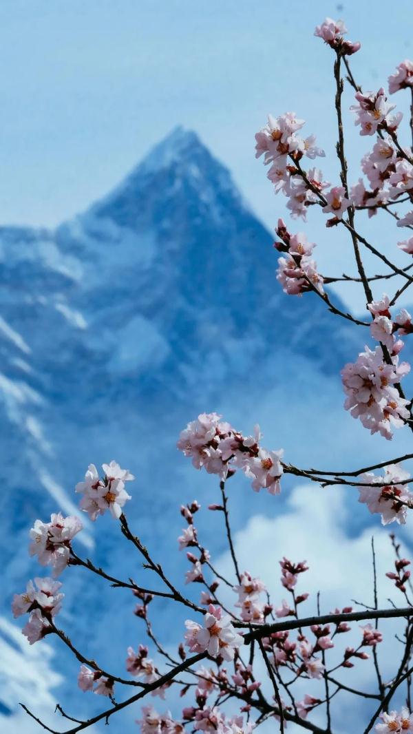 人間桃花源！林芝桃花有多絕？