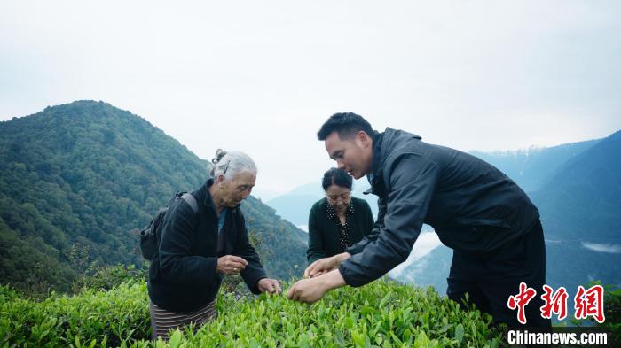 圖為銀發(fā)旅游體驗(yàn)團(tuán)兩位老人體驗(yàn)采茶?！∥鞑貙ｍ?xiàng)旅游協(xié)會(huì)供圖