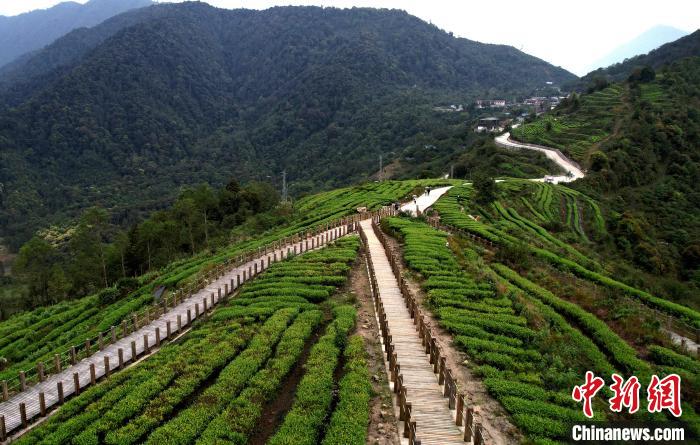 圖為西藏林芝市墨脫縣背崩鄉(xiāng)格林村山頂?shù)木坝^茶園。(無人機(jī)照片) 李林 攝