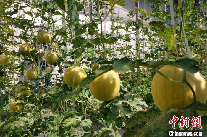 圖為康馬縣大棚內的金太陽西瓜。　劉建軍 攝