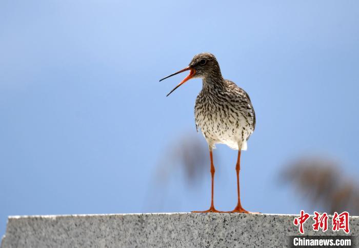 西藏拉魯濕地鳥(niǎo)類(lèi)歡騰