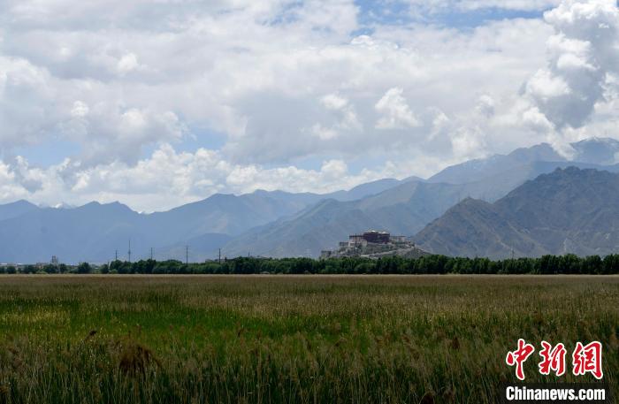 圖為6月22日，西藏拉薩拉魯濕地?！±盍?攝