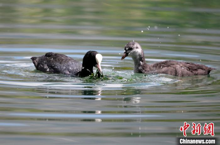圖為6月22日，棲息在拉魯濕地內(nèi)的古頂雞?！±盍?攝