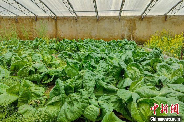 公珠湖執(zhí)勤點的大棚蔬菜，種菜是該執(zhí)勤點輪換民警們的日常?！↓埿▲P 攝
