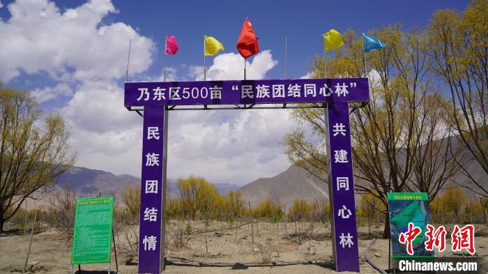 圖為“民族團(tuán)結(jié)同心林”項(xiàng)目。　乃東融媒供圖