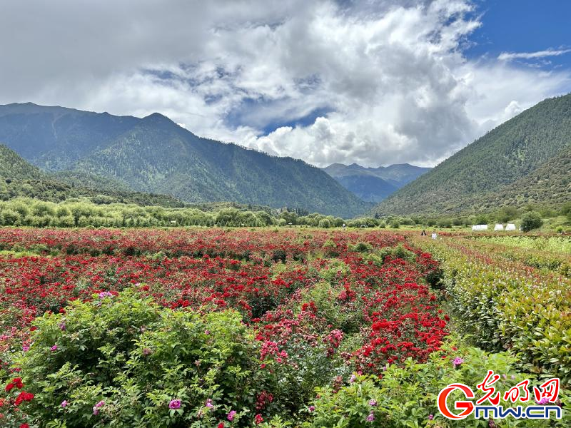 我們的家園丨工布花谷：高原花開香飄全國(guó)，產(chǎn)業(yè)經(jīng)濟(jì)增收致富