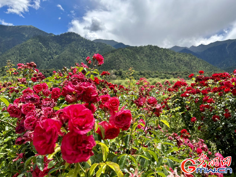 我們的家園丨【組圖】 綠水青山入畫(huà)，“金山銀山”筑起