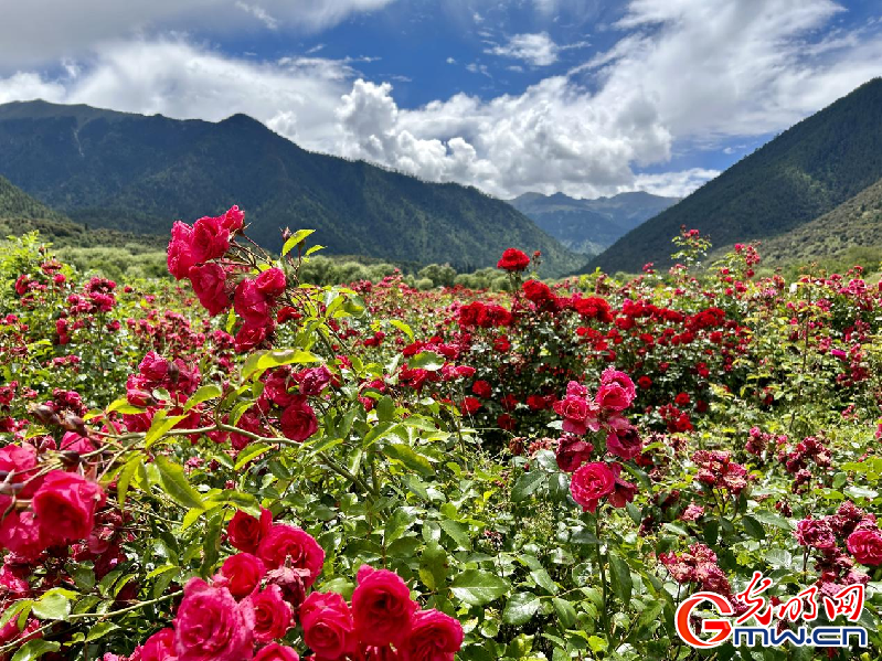 我們的家園丨【組圖】 綠水青山入畫(huà)，“金山銀山”筑起