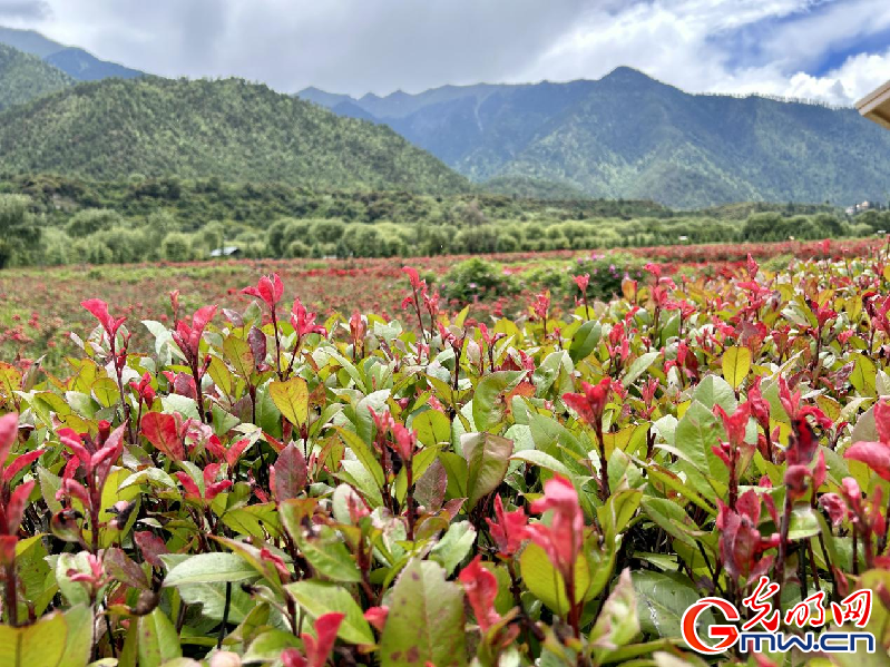 我們的家園丨【組圖】 綠水青山入畫(huà)，“金山銀山”筑起