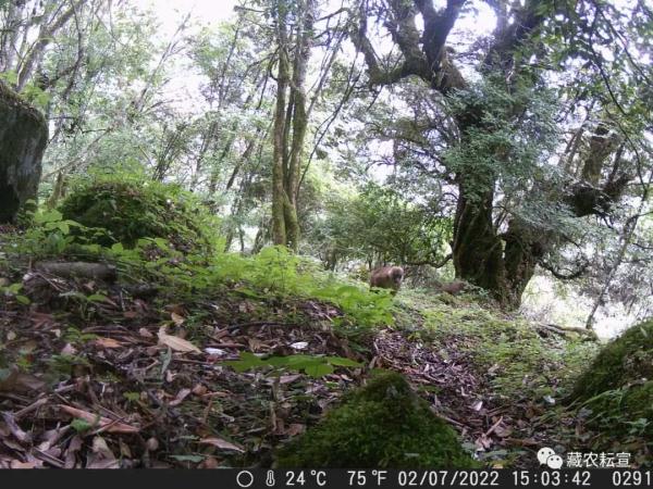 西藏色季拉山發(fā)現(xiàn)雪豹、白頰獼猴等多種珍稀野生動物
