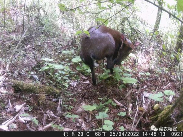 西藏色季拉山發(fā)現(xiàn)雪豹、白頰獼猴等多種珍稀野生動物