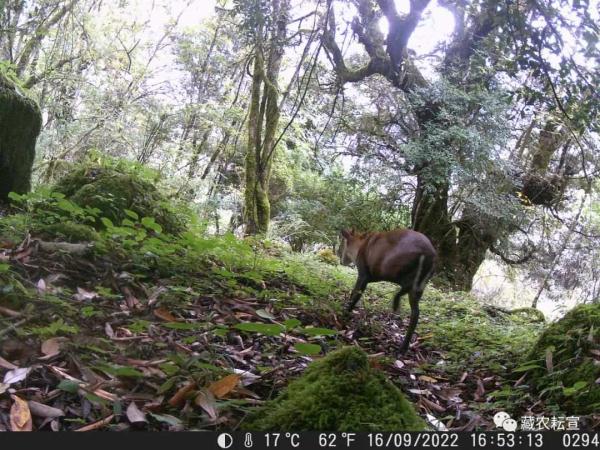 西藏色季拉山發(fā)現(xiàn)雪豹、白頰獼猴等多種珍稀野生動物