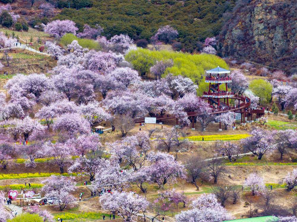 桃花盛開(kāi)惹人醉，八方游客賞花來(lái)。徐馭堯攝