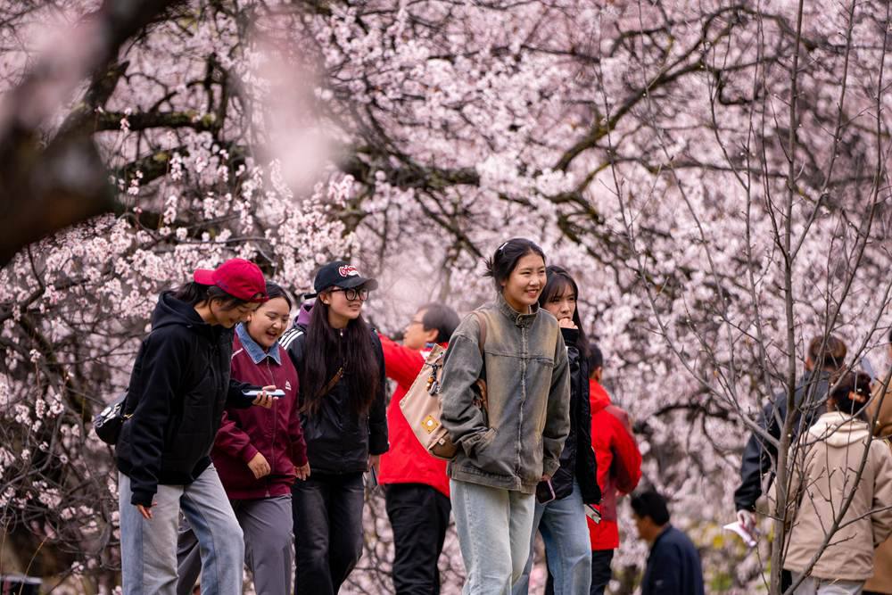 桃花盛開(kāi)惹人醉，八方游客賞花來(lái)。徐馭堯攝