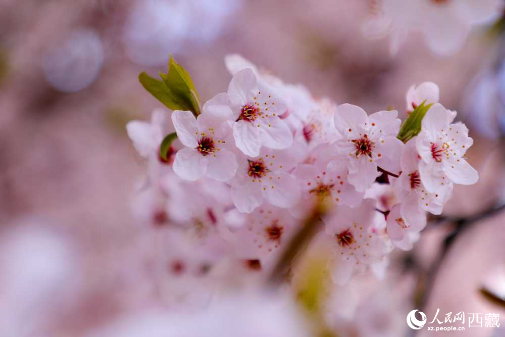 桃花盛開(kāi)惹人醉。人民網(wǎng)記者 次仁羅布攝