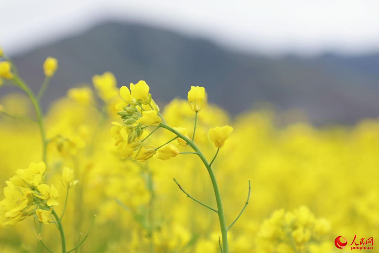 金色油菜花鋪滿大地。 人民網(wǎng) 李海霞攝