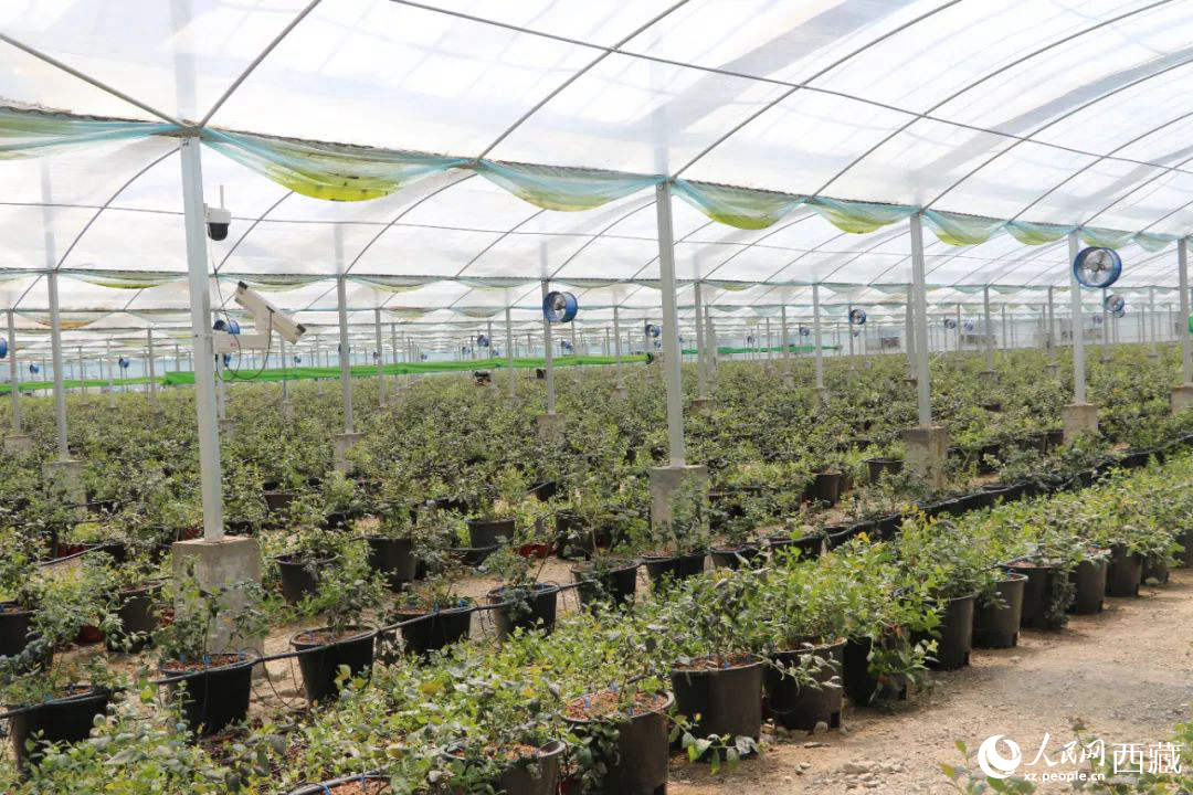 戈壁田園藍(lán)莓工業(yè)化種植基地。次仁龍布攝