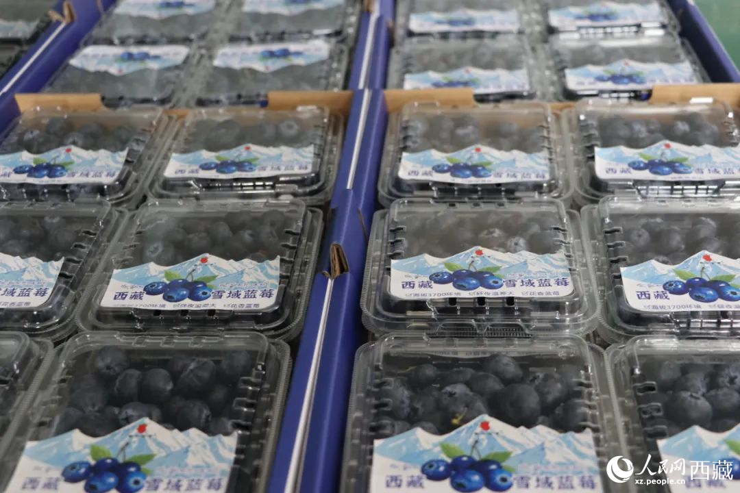 包裝好的藍(lán)莓。次仁龍布攝