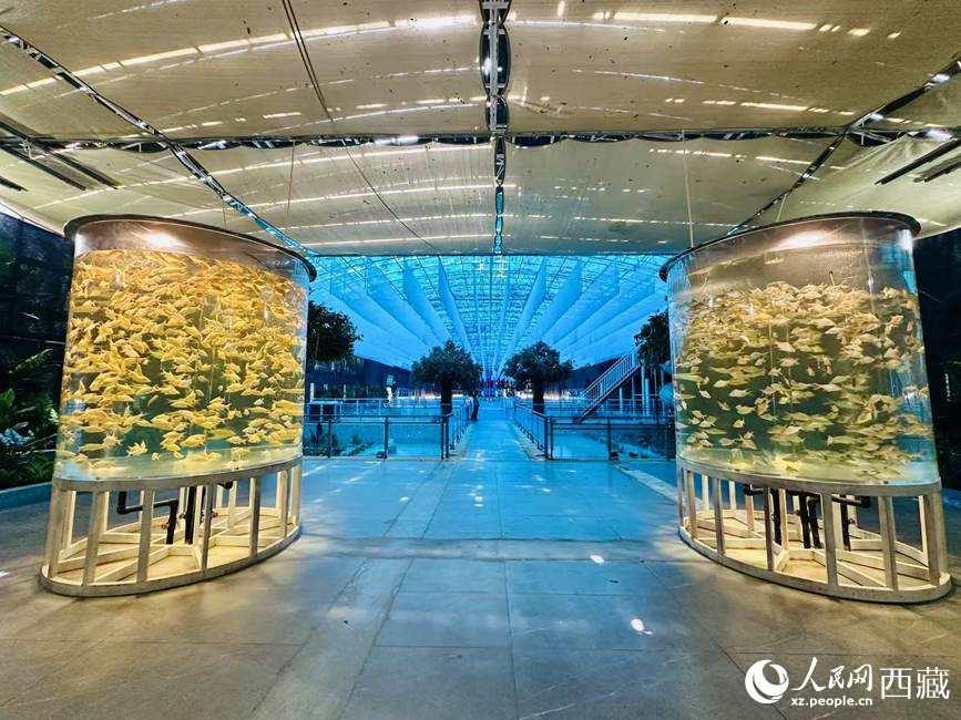 西普海洋公園。人民網(wǎng)記者 次仁羅布攝