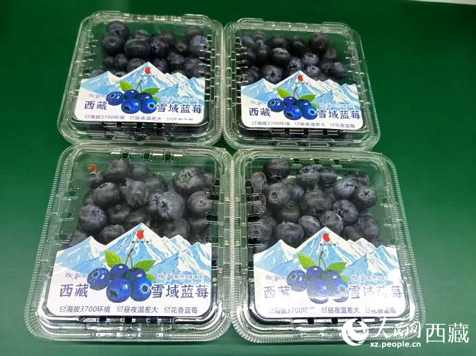 西藏雪域藍(lán)莓。羅雨欣攝