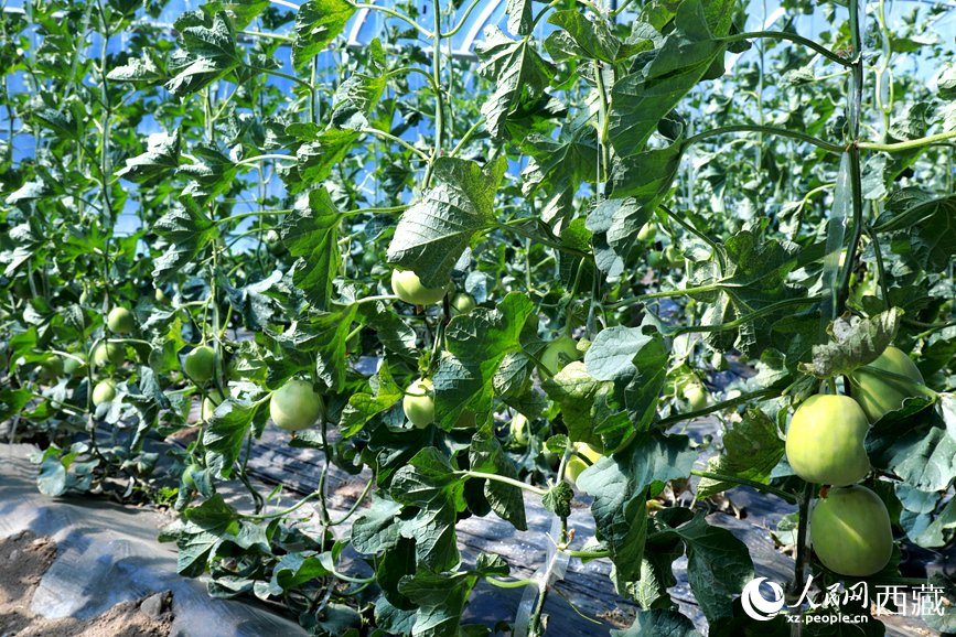 溫室中種植的瓜類作物果實累累。人民網(wǎng)記者 吳雨仁攝