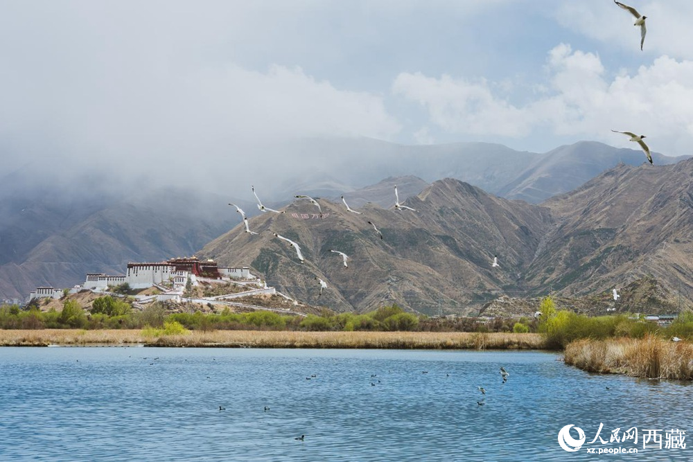 拉魯濕地呈現(xiàn)一幅流動(dòng)的國(guó)風(fēng)畫卷。曹曦元攝