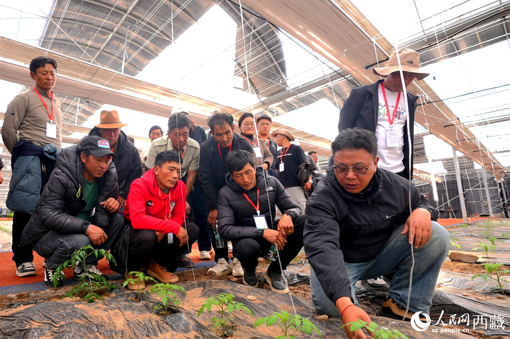 農(nóng)業(yè)專家蹲在田壟間，為圍攏過來的科技專干和基層農(nóng)技人員現(xiàn)場講解定植要點(diǎn)。人民網(wǎng)記者 吳雨仁攝